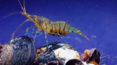 Rockpool karidesi (Palaemon elegans), midyeler arasında yiyecek arayan karides, Karadeniz