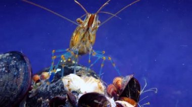 Rockpool karidesi (Palaemon elegans), midyeler arasında yiyecek arayan karides, Karadeniz