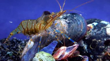 Rockpool karidesi (Palaemon elegans), midyeler arasında yiyecek arayan karides, Karadeniz