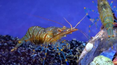 Rockpool karidesi (Palaemon elegans), midyeler arasında yiyecek arayan karides, Karadeniz