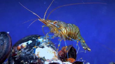 Rockpool karidesi (Palaemon elegans), midyeler arasında yiyecek arayan karides, Karadeniz
