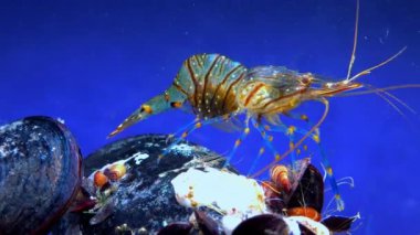 Rockpool karidesi (Palaemon elegans), midyeler arasında yiyecek arayan karides, Karadeniz