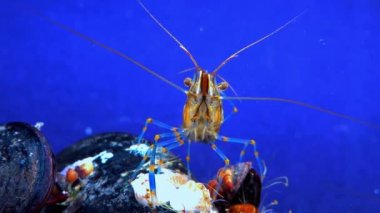 Rockpool karidesi (Palaemon elegans), midyeler arasında yiyecek arayan karides, Karadeniz
