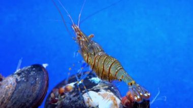 Rockpool karidesi (Palaemon elegans), midyeler arasında yiyecek arayan karides, Karadeniz