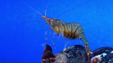 Rockpool karidesi (Palaemon elegans), midyeler arasında yiyecek arayan karides, Karadeniz