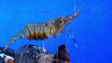 Rockpool karidesi (Palaemon elegans), midyeler arasında yiyecek arayan karides, Karadeniz
