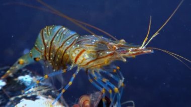 Rockpool karidesi (Palaemon elegans), midyeler arasında yiyecek arayan karides, Karadeniz