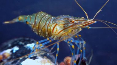 Rockpool karidesi (Palaemon elegans), midyeler arasında yiyecek arayan karides, Karadeniz