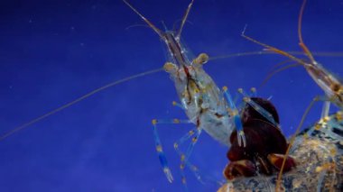 Rockpool karidesi (Palaemon elegans), midyeler arasında yiyecek arayan karides, Karadeniz