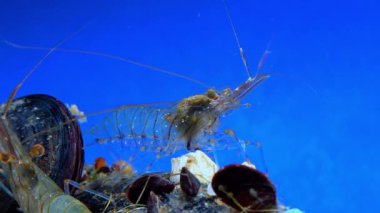 Rockpool karidesi (Palaemon elegans), midyeler arasında yiyecek arayan karides, Karadeniz