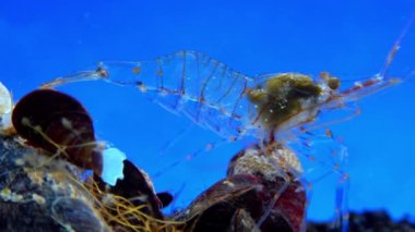Rockpool karidesi (Palaemon elegans), midyeler arasında yiyecek arayan karides, Karadeniz