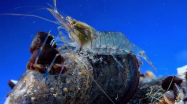 Rockpool karidesi (Palaemon elegans), midyeler arasında yiyecek arayan karides, Karadeniz