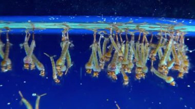 Culex pipiens (yaygın ev sivrisineği veya kuzey sivrisineği))