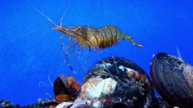 Rockpool karidesi (Palaemon elegans), midyeler arasında yiyecek arayan karides, Karadeniz