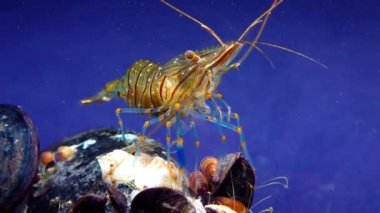 Rockpool karidesi (Palaemon elegans), midyeler arasında yiyecek arayan karides, Karadeniz