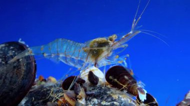 Rockpool karidesi (Palaemon elegans), midyeler arasında yiyecek arayan karides, Karadeniz