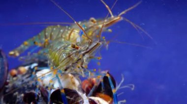 Rockpool karidesi (Palaemon elegans), midyeler arasında yiyecek arayan karides, Karadeniz