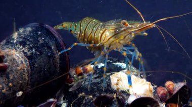 Rockpool karidesi (Palaemon elegans), midyeler arasında yiyecek arayan karides, Karadeniz