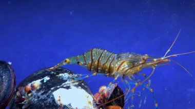 Rockpool karidesi (Palaemon elegans), midyeler arasında yiyecek arayan karides, Karadeniz