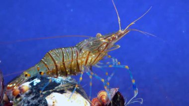 Rockpool karidesi (Palaemon elegans), midyeler arasında yiyecek arayan karides, Karadeniz