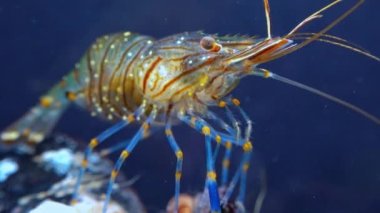 Rockpool karidesi (Palaemon elegans), midyeler arasında yiyecek arayan karides, Karadeniz