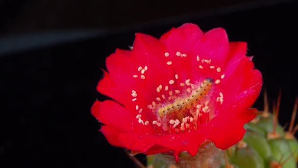 アメリカン ホワイト バタフライ ハイファントリア のキャタピラーが赤いサボテンの花を這います — ストック動画