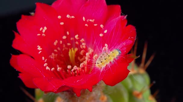 Caterpillar Den Amerikanska Vita Fjärilen Hyphantria Cunea Kryper Röd Kaktus — Stockvideo