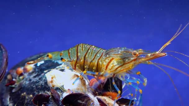 石池虾 Palaemon Elegans 在贻贝中觅食的虾 — 图库视频影像