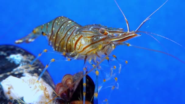 石池虾 Palaemon Elegans 在贻贝中觅食的虾 — 图库视频影像