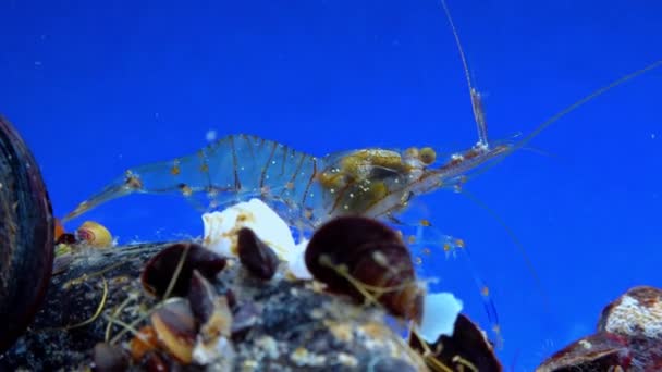 Rockpool Shrimp Palaemon Elegans Shrimp Looking Food Mussels Black Sea — Stock Video