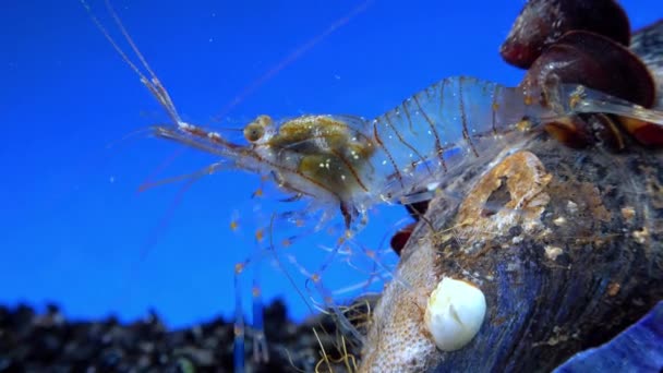 อคพ Palaemon Elegans งมองหาอาหารท ามกลางหอยแมลงภ ทะเลด — วีดีโอสต็อก