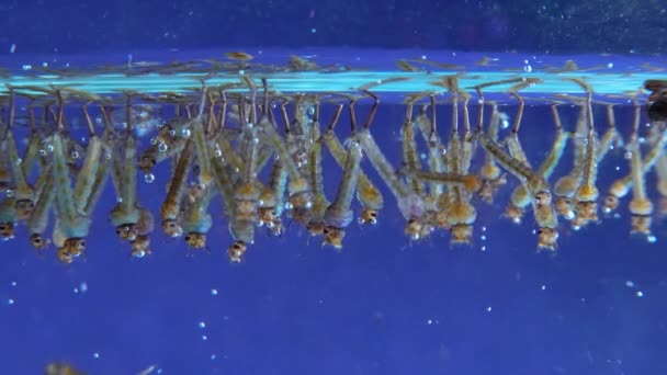 Culex Pipiens Společný Dům Komár Nebo Severní Dům Komár — Stock video