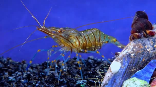 Crevettes Rocheuses Palaemon Elegans Crevettes Recherche Nourriture Parmi Les Moules — Video