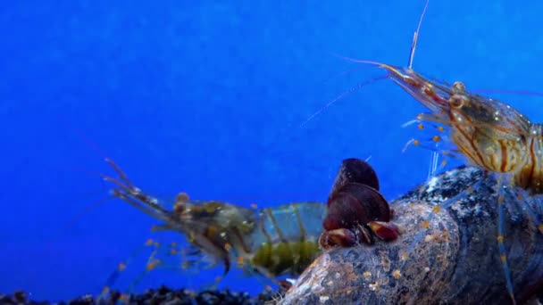 Udang Rockpool Palaemon Elegans Udang Mencari Makanan Antara Remis Laut — Stok Video