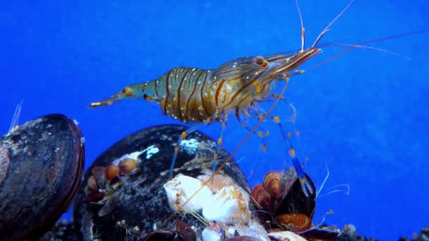 Rockpool Shrimp Palaemon Elegans Shrimp Looking Food Mussels Black Sea — Stock Video