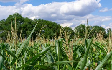 Ukrayna 'da bir tarım tarlasında koçanda yeşil mısır