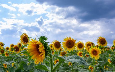 Çiçek açan bir tarla. Sıradan ayçiçeği (Helianthus annuus). Bolgradsky bölgesi, Odessa bölgesi