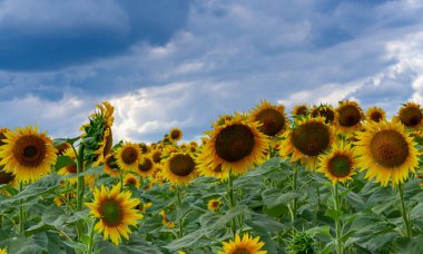 Çiçek açan bir tarla. Sıradan ayçiçeği (Helianthus annuus). Bolgradsky bölgesi, Odessa bölgesi