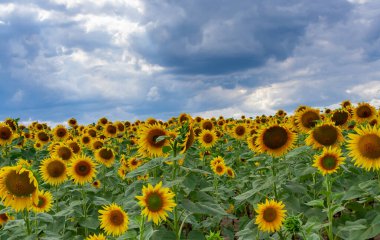 Çiçek açan bir tarla. Sıradan ayçiçeği (Helianthus annuus). Bolgradsky bölgesi, Odessa bölgesi