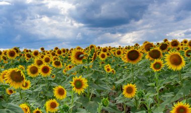 Çiçek açan bir tarla. Sıradan ayçiçeği (Helianthus annuus). Bolgradsky bölgesi, Odessa bölgesi