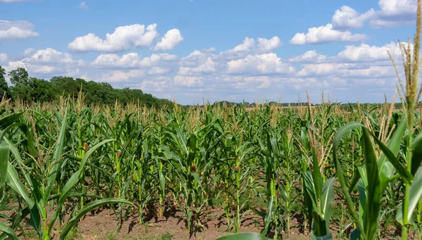 Ukrayna 'da bir tarım tarlasında koçanda yeşil mısır