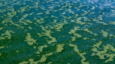 Karadeniz 'de su yüzeyinde yüzen su yosunları, zehirli mavi-yeşil bir alg (Nodularia spumigena), ekolojik bir felaket, su çiçeği