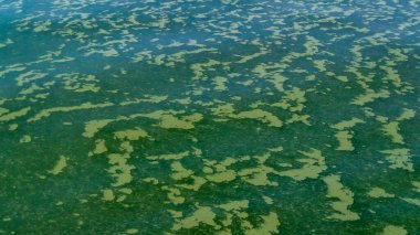 Algae float on the surface of the water in the Black Sea, a toxic blue-green algae (Nodularia spumigena), ecological disaster, water bloom clipart