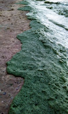 Karadeniz 'de zehirli mavi-yeşil bir alg (Nodularia spumigena), ekolojik bir felaket, su çiçeği