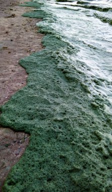 Karadeniz 'de zehirli mavi-yeşil bir alg (Nodularia spumigena), ekolojik bir felaket, su çiçeği