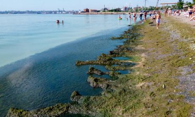 UKRAINE, ODESSA - HAZİRAN 08, 2019: Karadeniz 'in Ötrofikasyonu, kıyıya yakın çürüyen makrophyte yosunları, plajların kirliliği