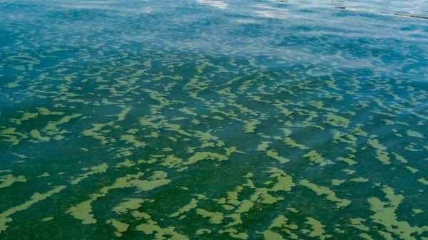 Algen Treiben Auf Der Wasseroberfläche Schwarzen Meer Eine Giftige Blaualge — Stockfoto