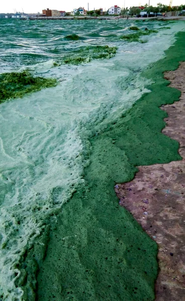 Storm Aangespoeld Zwarte Zee Een Giftige Blauwgroene Alg Nodularia Spumigena — Stockfoto