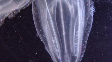 İstilacı denizanası ctenophora (Mnemiopsis leidyi), Karadeniz
