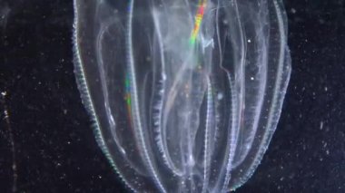 İstilacı denizanası ctenophora (Mnemiopsis leidyi), Karadeniz